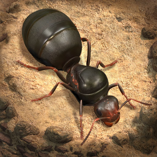 Ants донат